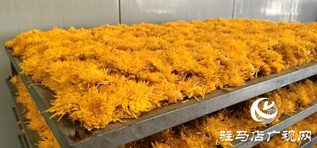 泌陽(yáng)縣：特色種植的&ldquo;金絲皇菊&rdquo;功效多多