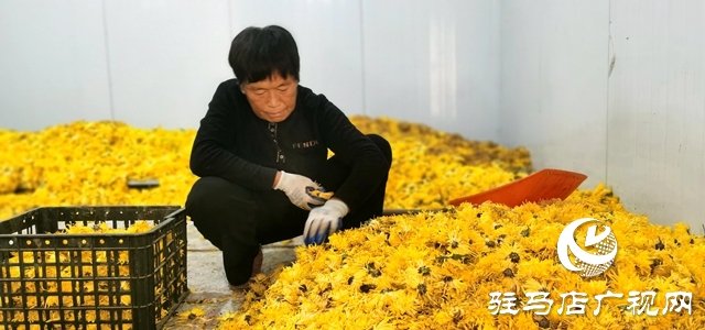 泌陽(yáng)縣：特色種植的&ldquo;金絲皇菊&rdquo;功效多多