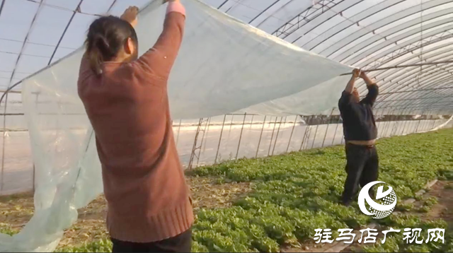 驛城區(qū)：積極應對寒潮來襲 全力保障蔬菜生產(chǎn)