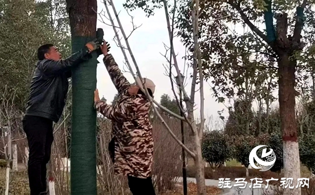 確山縣:讓樹(shù)木“溫暖”過(guò)冬