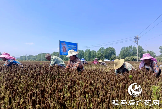 確山縣：&ldquo;確&rdquo;字號道地藥材在全省超四成