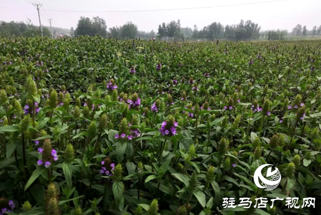 確山縣：&ldquo;確&rdquo;字號道地藥材在全省超四成