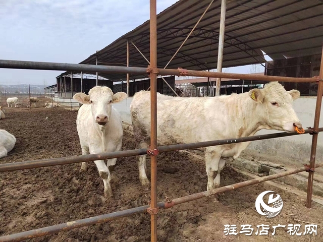 閃光的平凡||張熙：村民脫貧致富的&ldquo;領(lǐng)路人&rdquo;