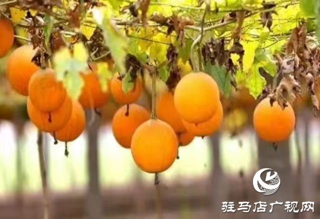  平輿縣雙廟鎮(zhèn)：瓜蔞種植帶動中藥材產業(yè)發(fā)展