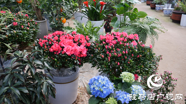 西平縣人和鄉(xiāng):特色花卉產(chǎn)業(yè)“點亮”鄉(xiāng)村產(chǎn)業(yè)振興