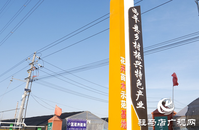 西平縣人和鄉(xiāng):特色花卉產(chǎn)業(yè)“點亮”鄉(xiāng)村產(chǎn)業(yè)振興