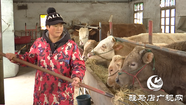 正陽縣:肉牛養(yǎng)殖快速發(fā)展 產(chǎn)業(yè)集群優(yōu)勢明顯