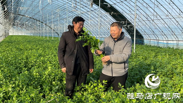 農(nóng)技人員支招蔬菜管理 助力春節(jié)&ldquo;菜籃子&rdquo;供應(yīng)