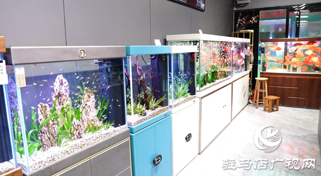 春節(jié)臨近 景觀(guān)魚(yú)缸受歡迎