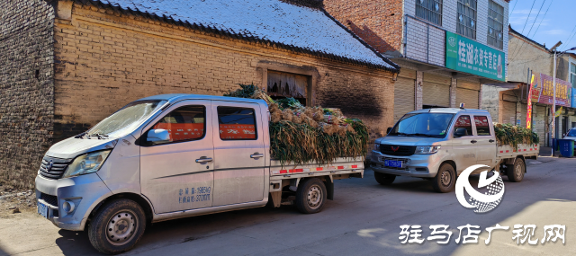 平輿縣陽城鎮(zhèn)洪山廟村委：小鋼蔥大產(chǎn)業(yè)成農(nóng)民致富&ldquo;綠色銀行&rdquo;