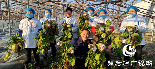 平輿縣：金疙瘩銀疙瘩不如的&ldquo;辣疙瘩&rdquo; 芥菜成為村民增收的&ldquo;致富菜&rdquo;