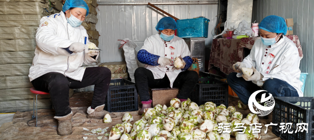 平輿縣：金疙瘩銀疙瘩不如的&ldquo;辣疙瘩&rdquo; 芥菜成為村民增收的&ldquo;致富菜&rdquo;