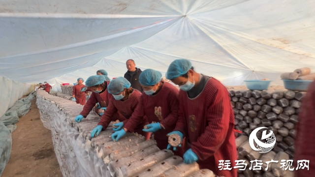 西平縣宋集鎮(zhèn)：香菇迎豐收 撐起村民&ldquo;致富傘&rdquo;