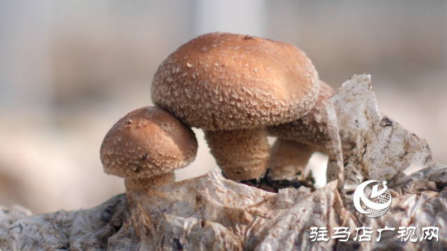 西平縣宋集鎮(zhèn)：香菇迎豐收 撐起村民&ldquo;致富傘&rdquo;