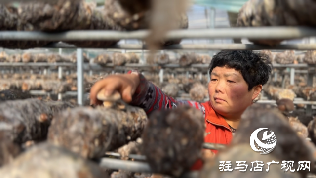 西平縣宋集鎮(zhèn)：香菇迎豐收 撐起村民&ldquo;致富傘&rdquo;