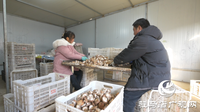 西平縣宋集鎮(zhèn)：香菇迎豐收 撐起村民&ldquo;致富傘&rdquo;