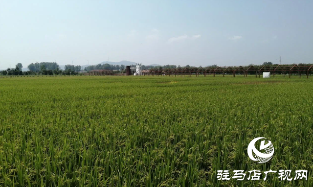 確山縣：土地流轉&ldquo;流&rdquo;出真金