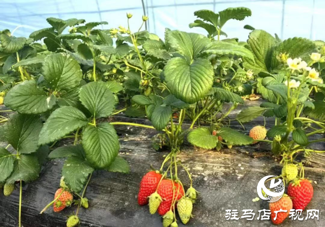 2月4日立春，農(nóng)歷又是無春年