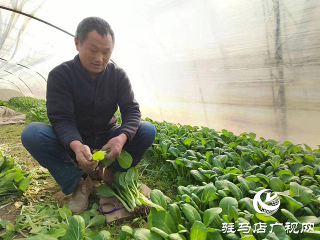 市城鄉(xiāng)一體化示范區(qū)劉閣街道:特色種植拓寬村民致富路