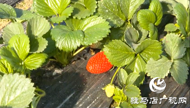 張喜偉：草莓種植帶來幸福生活