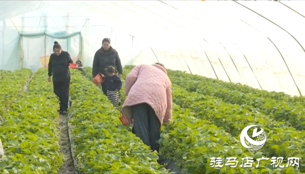 張喜偉：草莓種植帶來幸福生活