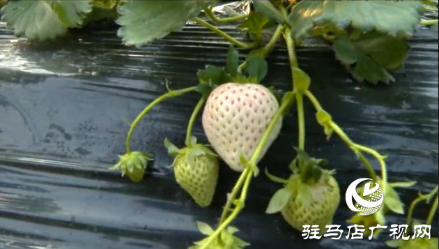 張喜偉：草莓種植帶來幸福生活