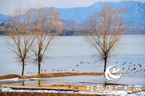 詩朗誦《銅山湖雪岸、玉樹、水鳥........絕美的一幅畫》