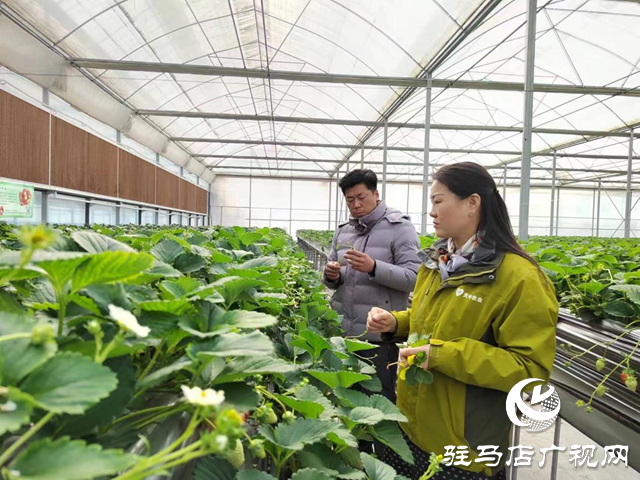 出彩新農(nóng)人||李玲:科技賦能農(nóng)業(yè)生產(chǎn) 引領群眾共同致富