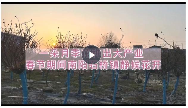 中國(guó)年·河南味丨一朵月季花種出大產(chǎn)業(yè) 春節(jié)期間南陽石橋鎮(zhèn)靜候花開