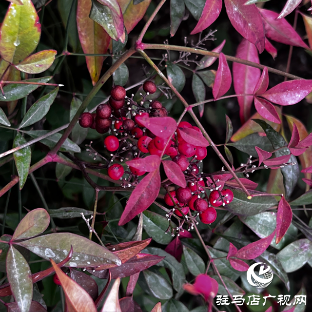 驚蟄節(jié)氣:氣溫回升 萬物生長