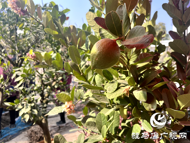 平輿縣：春來(lái)苗木俏 市場(chǎng)購(gòu)銷(xiāo)旺