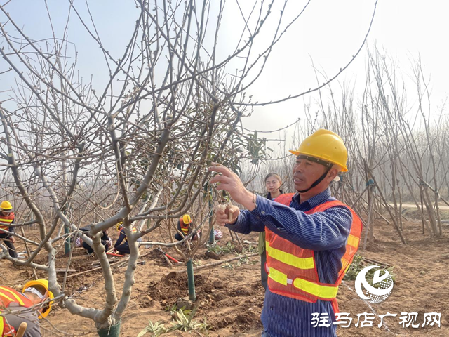 駐馬店:“高手”對(duì)決園林綠化技能大賽
