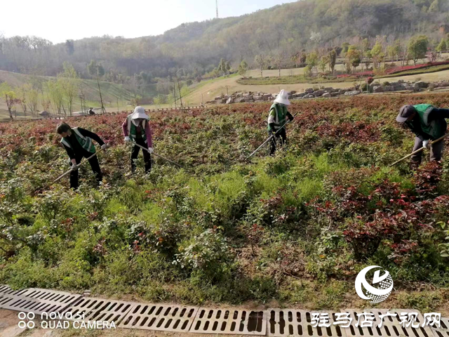 確山縣:開展綠化養(yǎng)護 打造靚麗春天