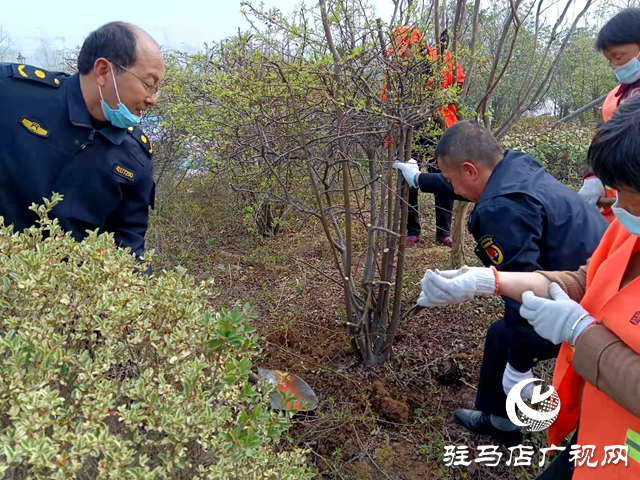 確山縣:開展綠化養(yǎng)護 打造靚麗春天