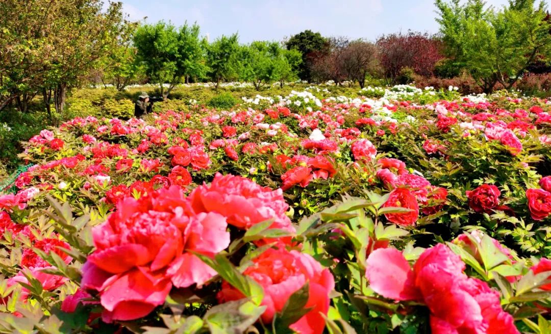 今天，洛陽向全世界發(fā)出邀請！