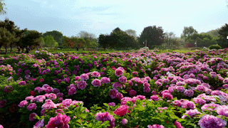 今天，洛陽向全世界發(fā)出邀請！