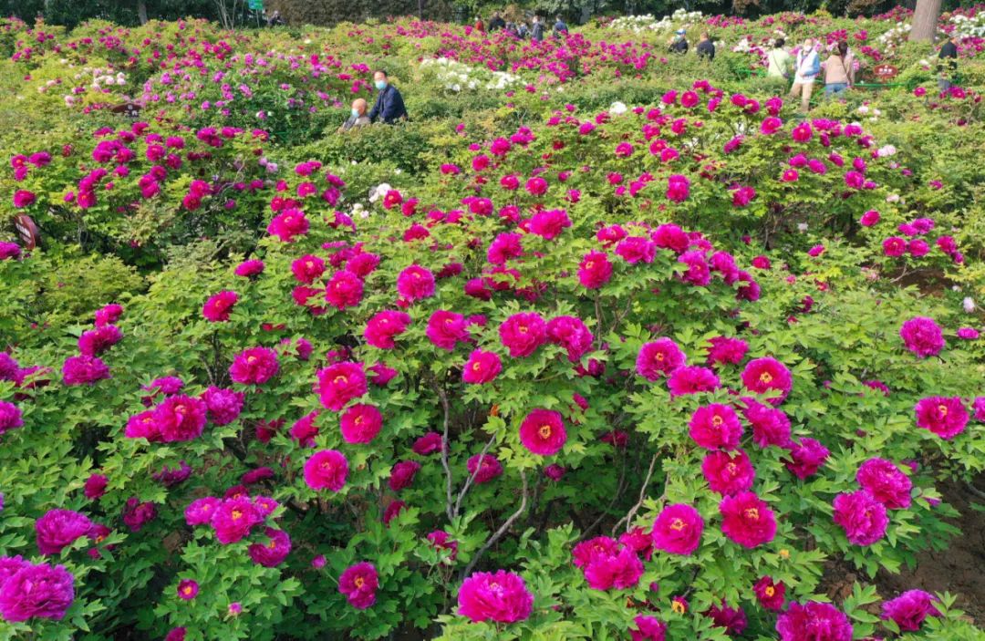 今天，洛陽向全世界發(fā)出邀請！