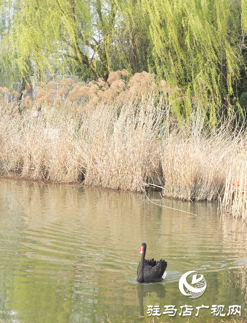 春日綻放:黃淮校園里的新生機