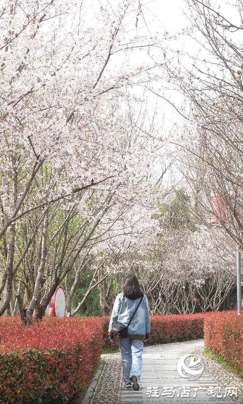 春日綻放:黃淮校園里的新生機