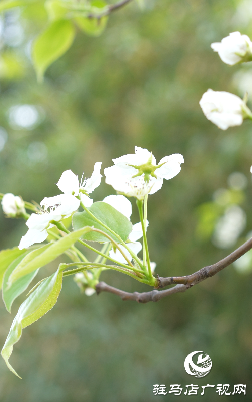 春日綻放:黃淮校園里的新生機