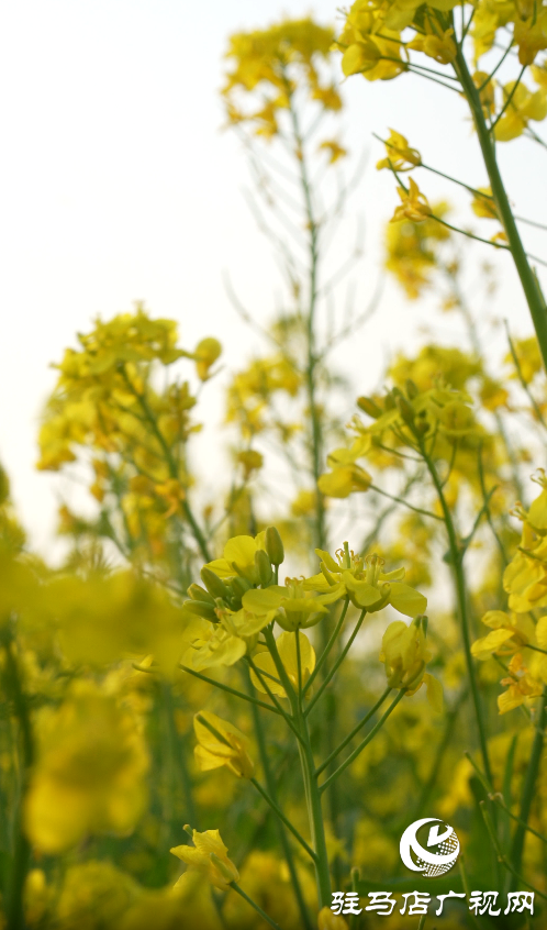 春日綻放:黃淮校園里的新生機