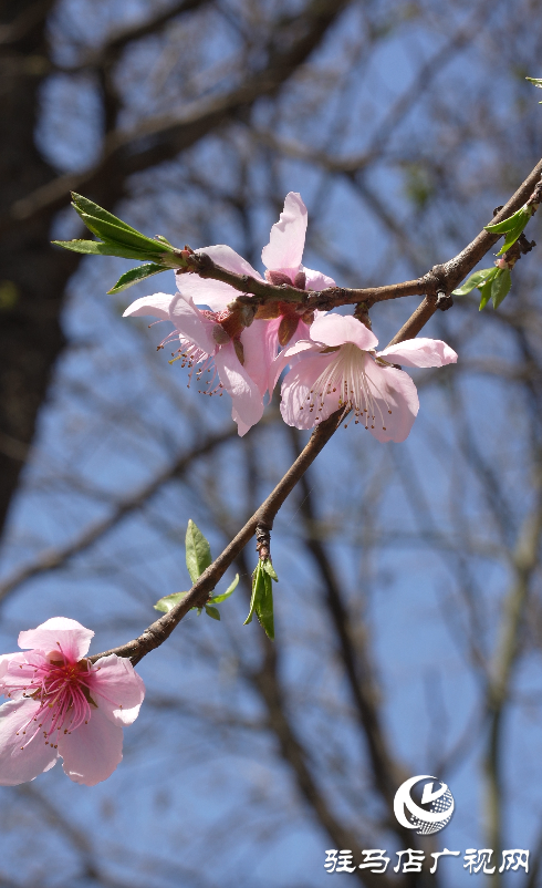 春日綻放:黃淮校園里的新生機