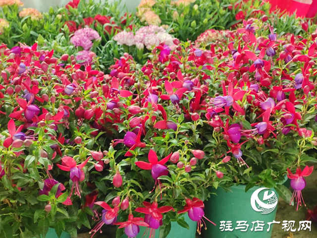 花卉市場&ldquo;春意濃&rdquo; 樂把春天帶回家