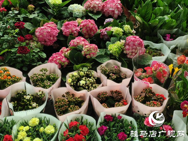 花卉市場&ldquo;春意濃&rdquo; 樂把春天帶回家