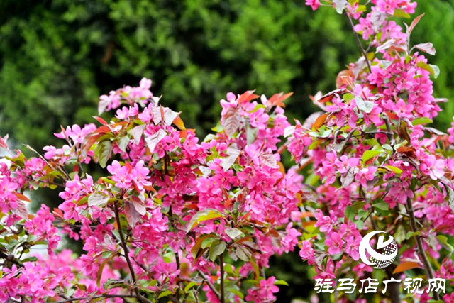 泌陽:姹紫嫣紅的海棠花競相開放