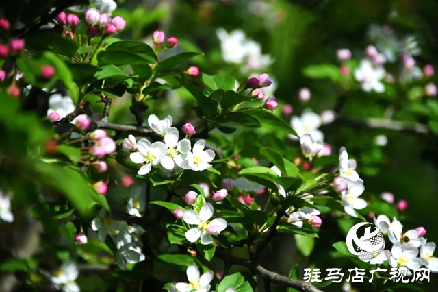 泌陽:姹紫嫣紅的海棠花競相開放