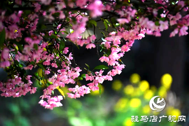 泌陽:姹紫嫣紅的海棠花競相開放