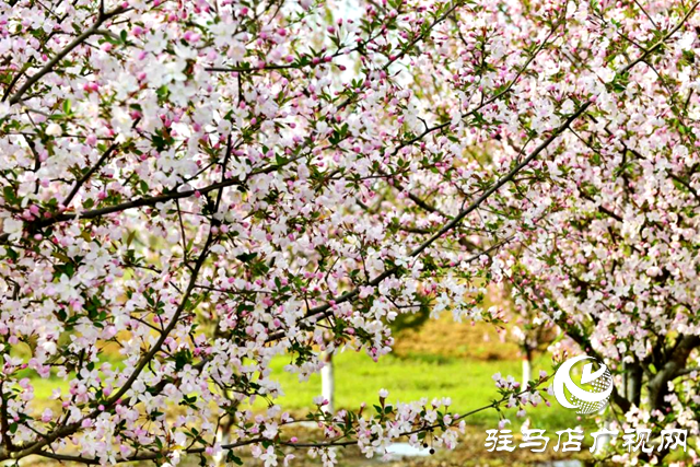 泌陽:姹紫嫣紅的海棠花競相開放