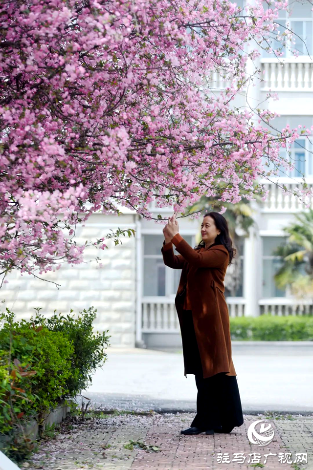 泌陽:姹紫嫣紅的海棠花競相開放