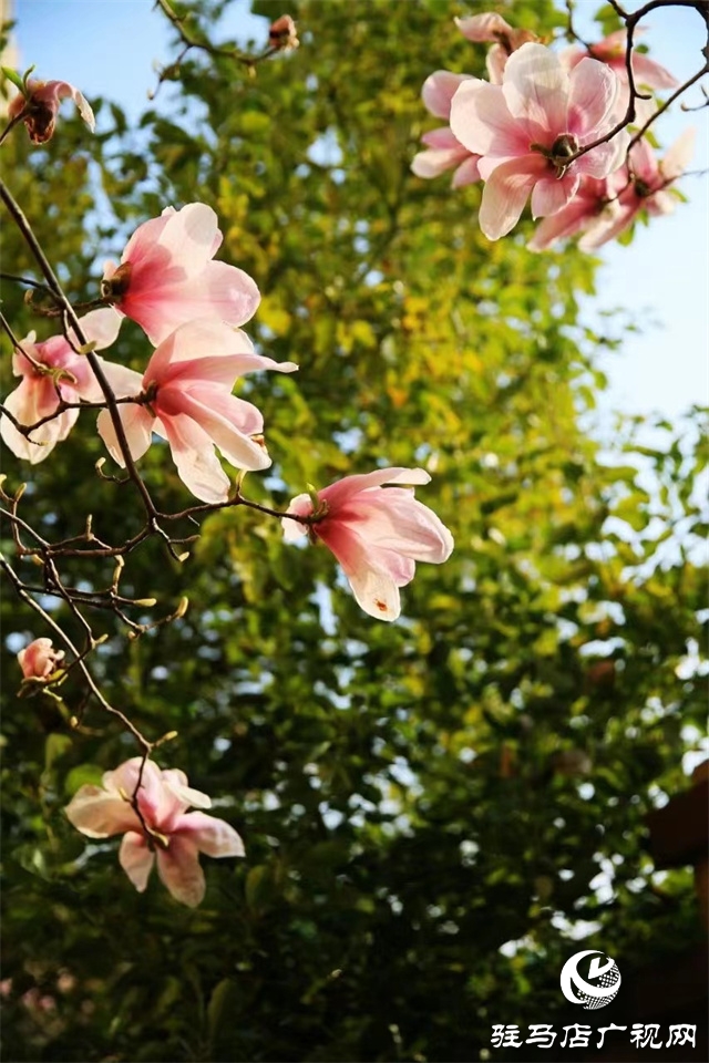 大美天中&middot;春色||開在街頭的春天